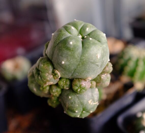 โลโฟ Lophophora