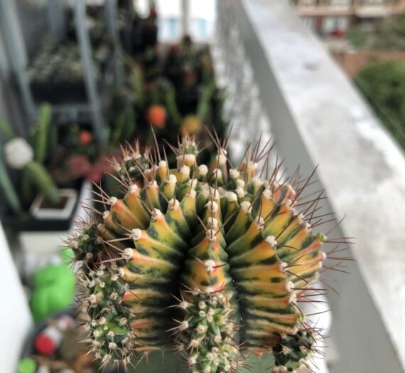 แคคตัสเสือเหลือง Yellow Tiger YTG Cactus